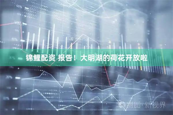 锦鲤配资 报告！大明湖的荷花开放啦